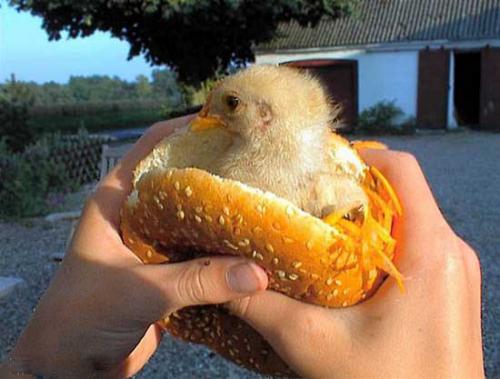 Chicky Sandwich