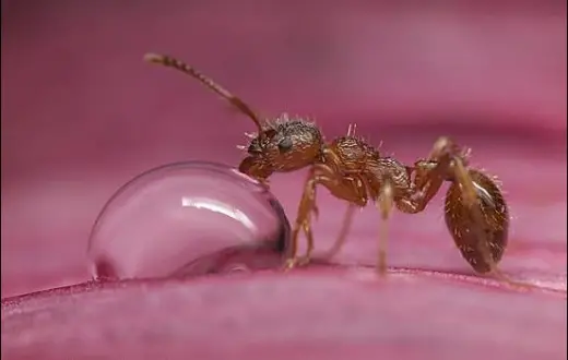 Red Ant Drinking