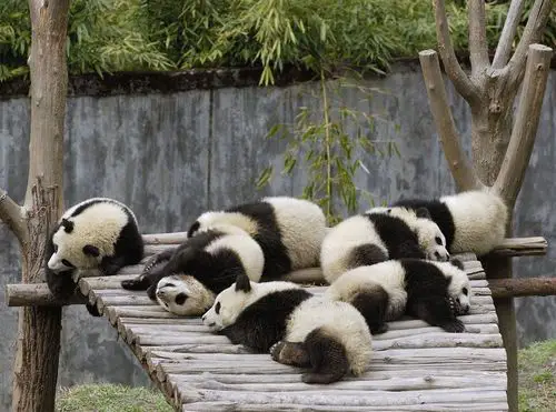 Bored Pandas