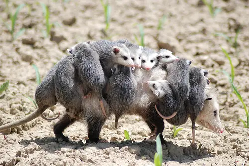 Possum Family Trip