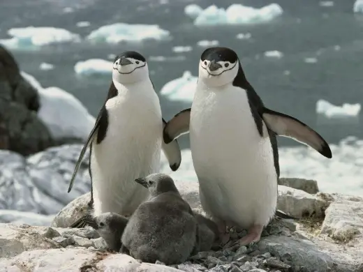 Adorable Penguin Family