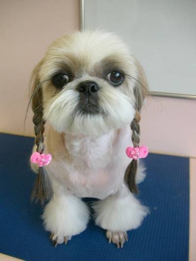 Cute Hairstyle For Dogs