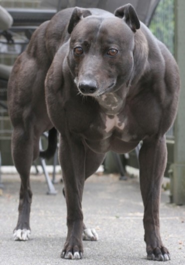 Strongest Dog?