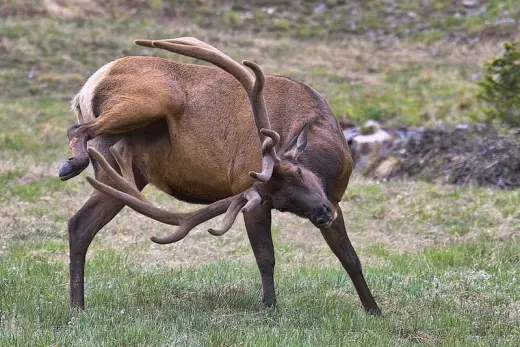 Why Do Male Elk Have Long Antlers