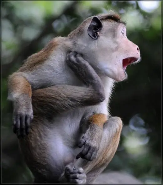 Funny Picture- Monkey Itch