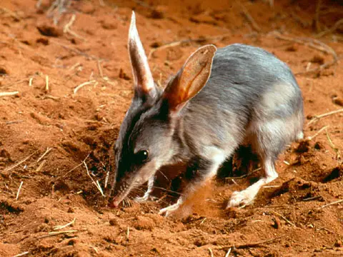 Australian Rabbits
