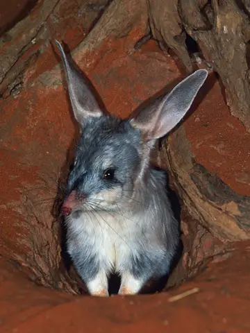 Australian Rabbits
