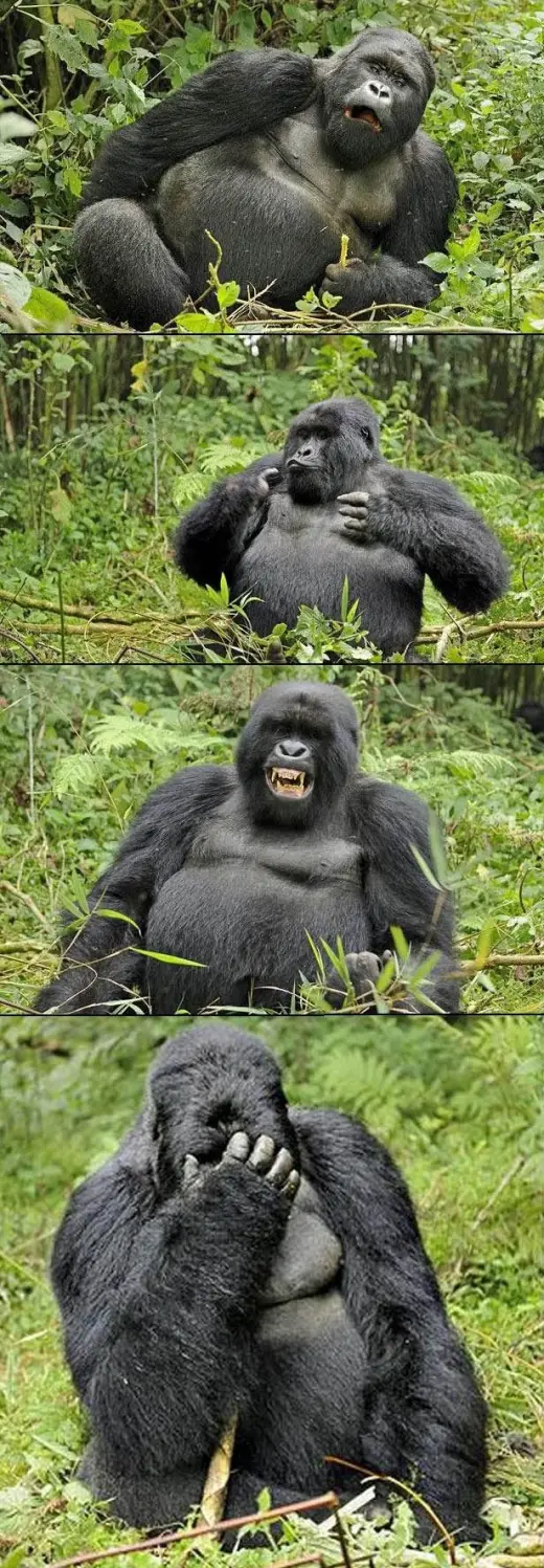 Gorilla Butt Scratch