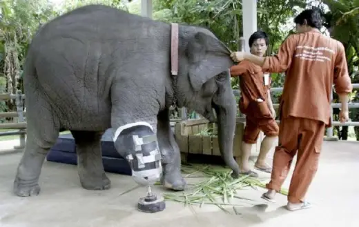Elephant's Prosthetic Leg