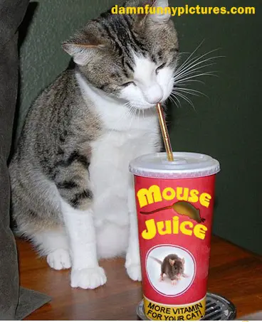 Mouse Juice