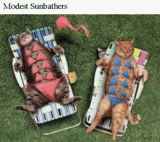 Cats in Bikinis