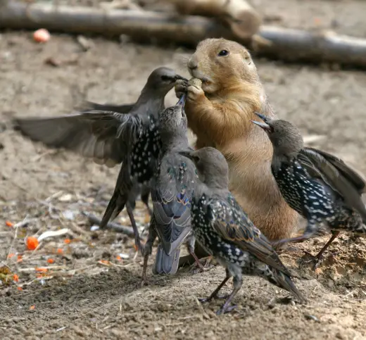 Attack of the Birdies