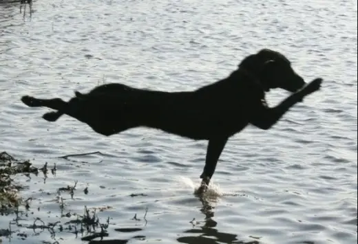 Levitating Dog