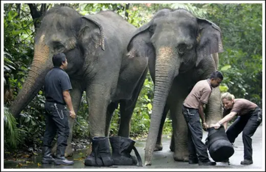 Elephants Got Shoes