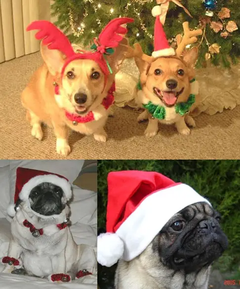 Christmas Doggies