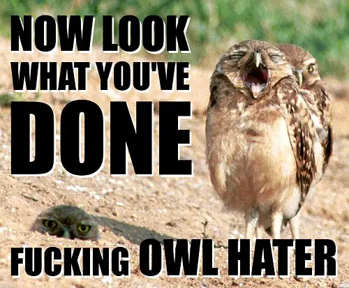 owl funny