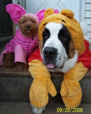 Pet Costumes-Funny Pictures
