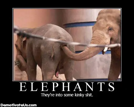 [Image: szv4w7u-elephants-theyre-into-some-kinky...poster.jpg]