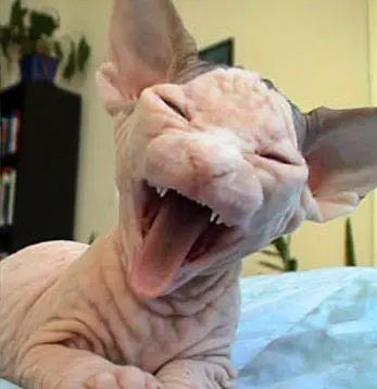  Funny Pictures on Ugly Hairless Cat   Funny Animals  Funny Cats  Funny Dogs  Funny Pets