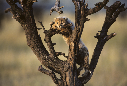 More African Wildlife