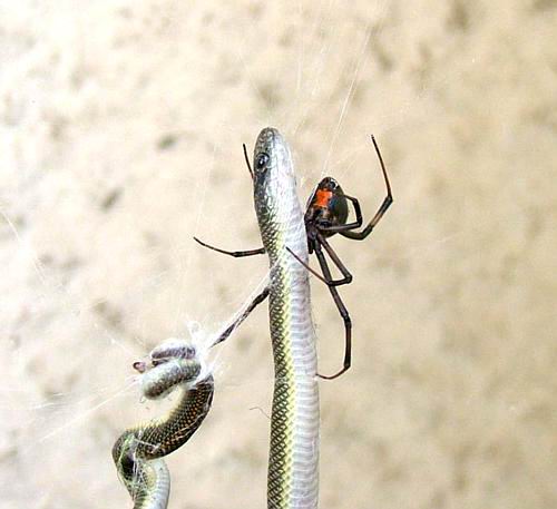 Black Widow Versus Snake