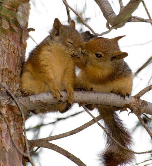 Photo of Squirrels in Love