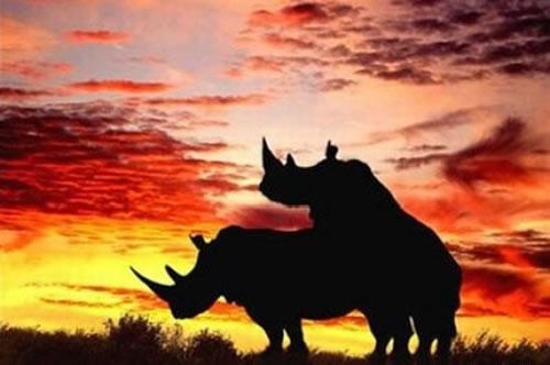 Rhino Romance