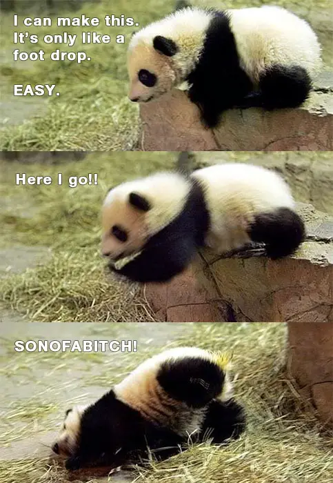 Stupid Panda