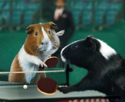 Funny Animal Olympics