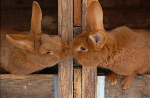 Animals Kissing