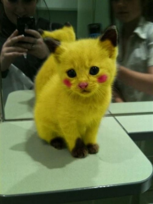 Real Life Pikachu