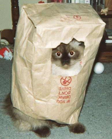 Bag Cat is Watching You