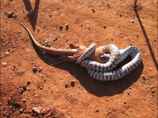 Snake Eats Giant Lizard