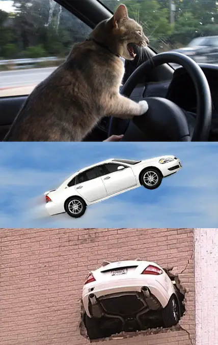 Epic Feline Drivers
