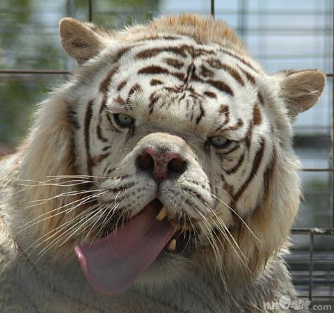 This Tiger Looks Retarded.