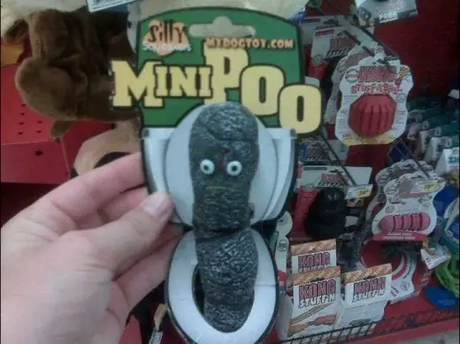 Mini-Poo
