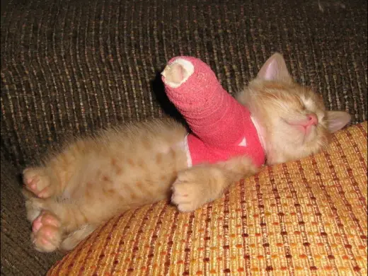 Injured Kitty