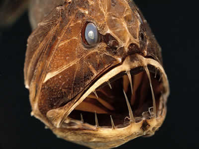 Scary Fish