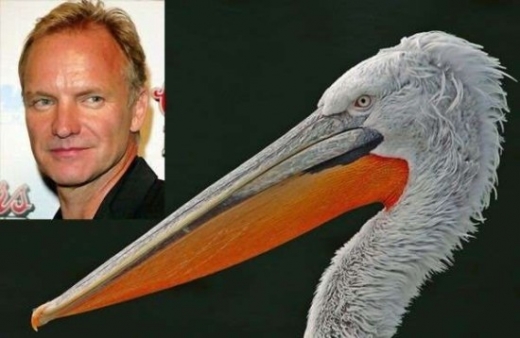 Celebrity Animal Look Alikes