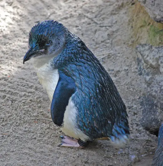 Penguins Galore