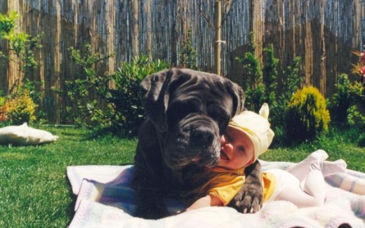 Dog Hugs Baby