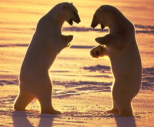 Beautiful Polar Bears