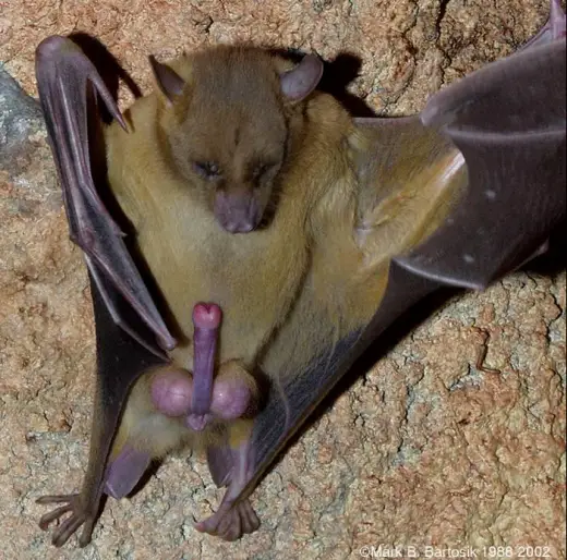 Bat Penis