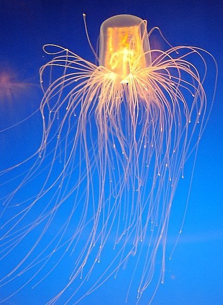 Coolest Jelly FIsh Gallery