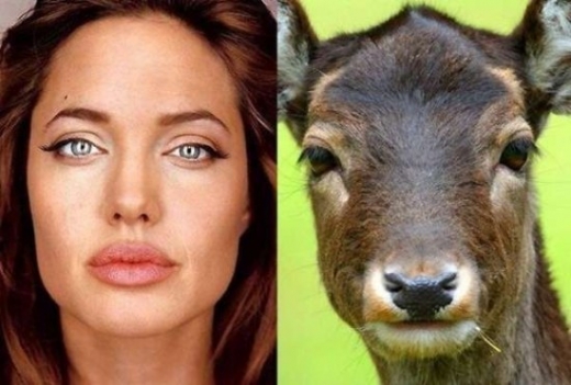 Celebrity Animal Look Alikes