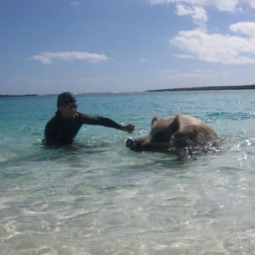 Swimming Pigs