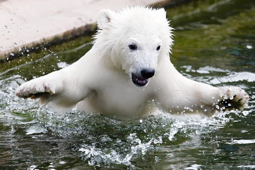 More Polar Bears