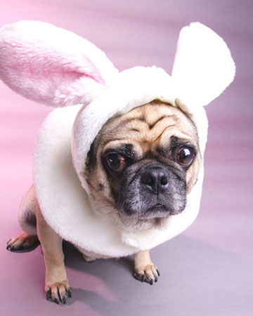 Easter Bunny Dog