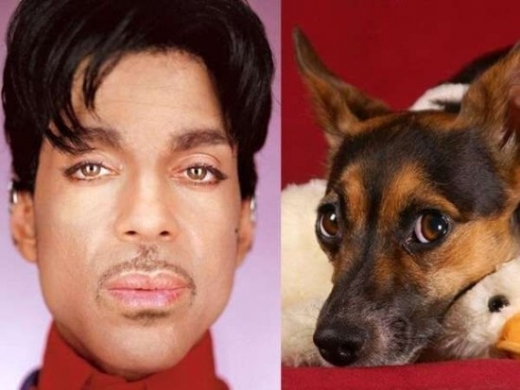 Celebrity Animal Look Alikes