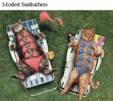 Modest Sunbasthers